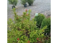 Greenhouse